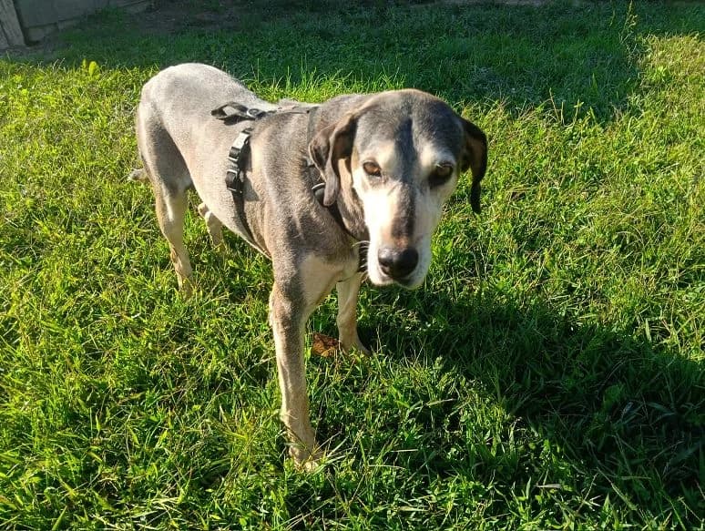 BELLA, female 4yo Mixed Breed for adoption at Casa del Cane Vagabondo