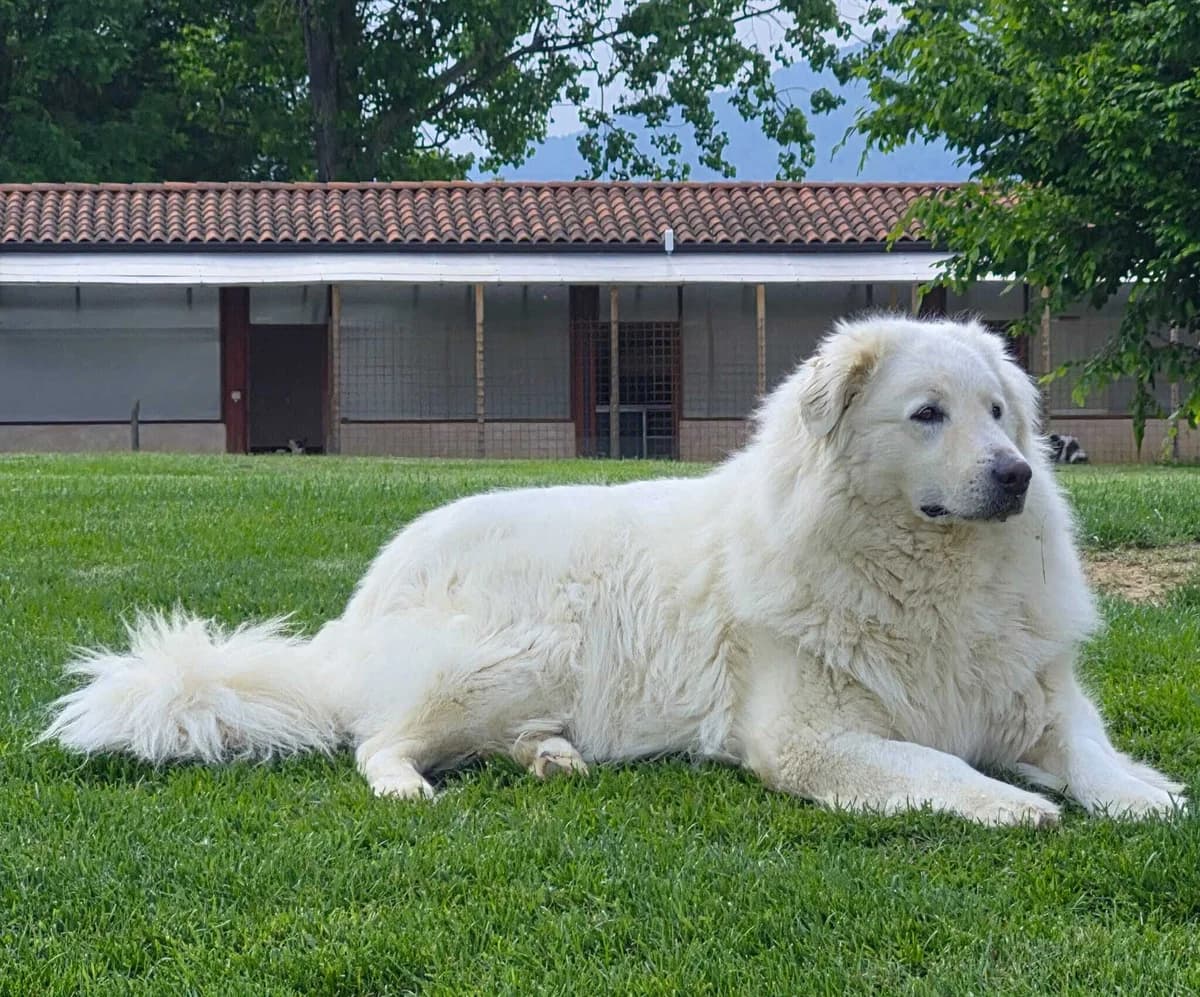 BELLE, female 4yo Mixed Breed for adoption at Casa del Cane Vagabondo