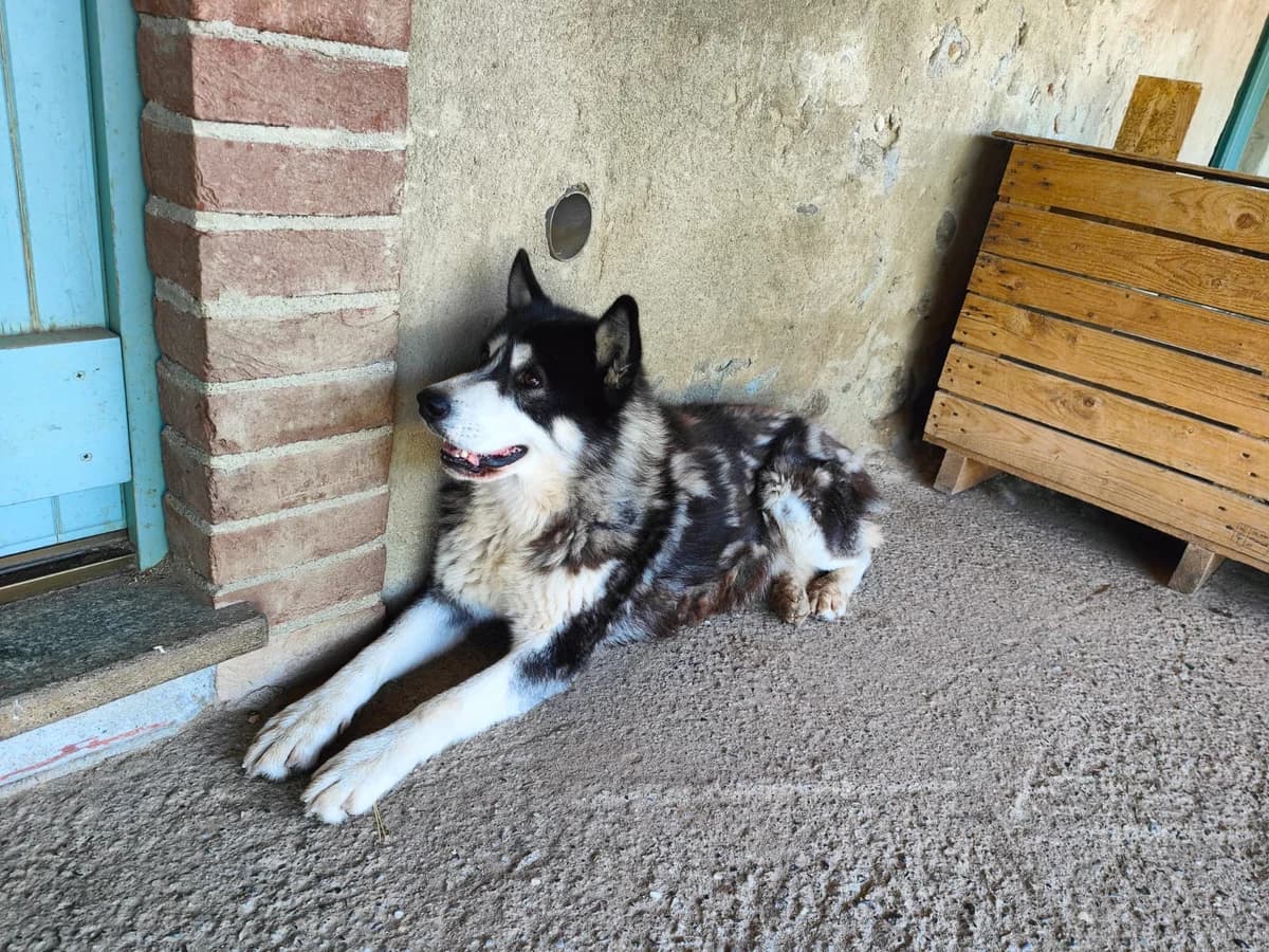 BILLY, male 6yo Mixed Breed for adoption at Casa del Cane Vagabondo
