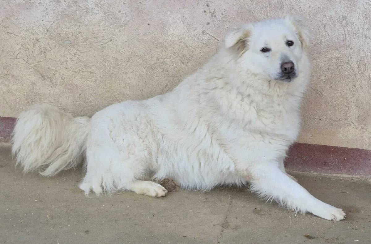 WHITE, male senior Mixed Breed for adoption at Casa del Cane Vagabondo