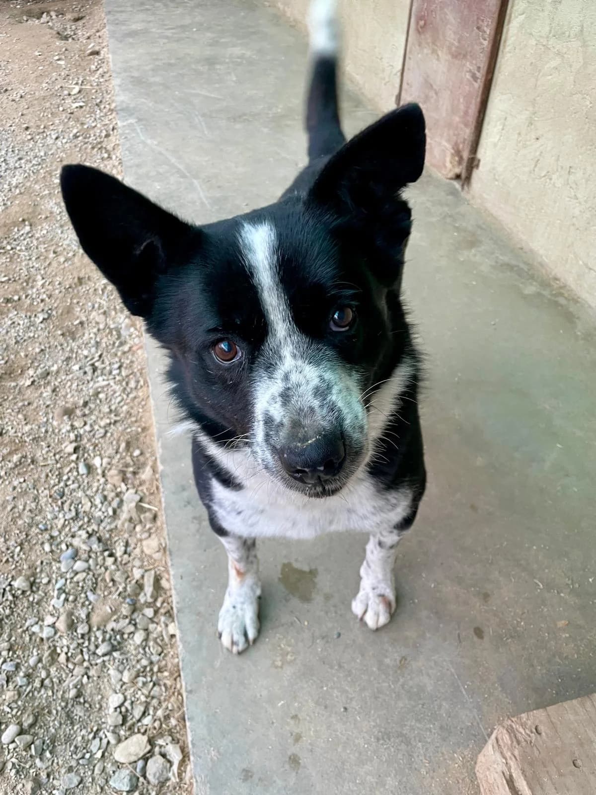 BUDDY, male senior mixed breed for adoption at Casa del Cane Vagabondo