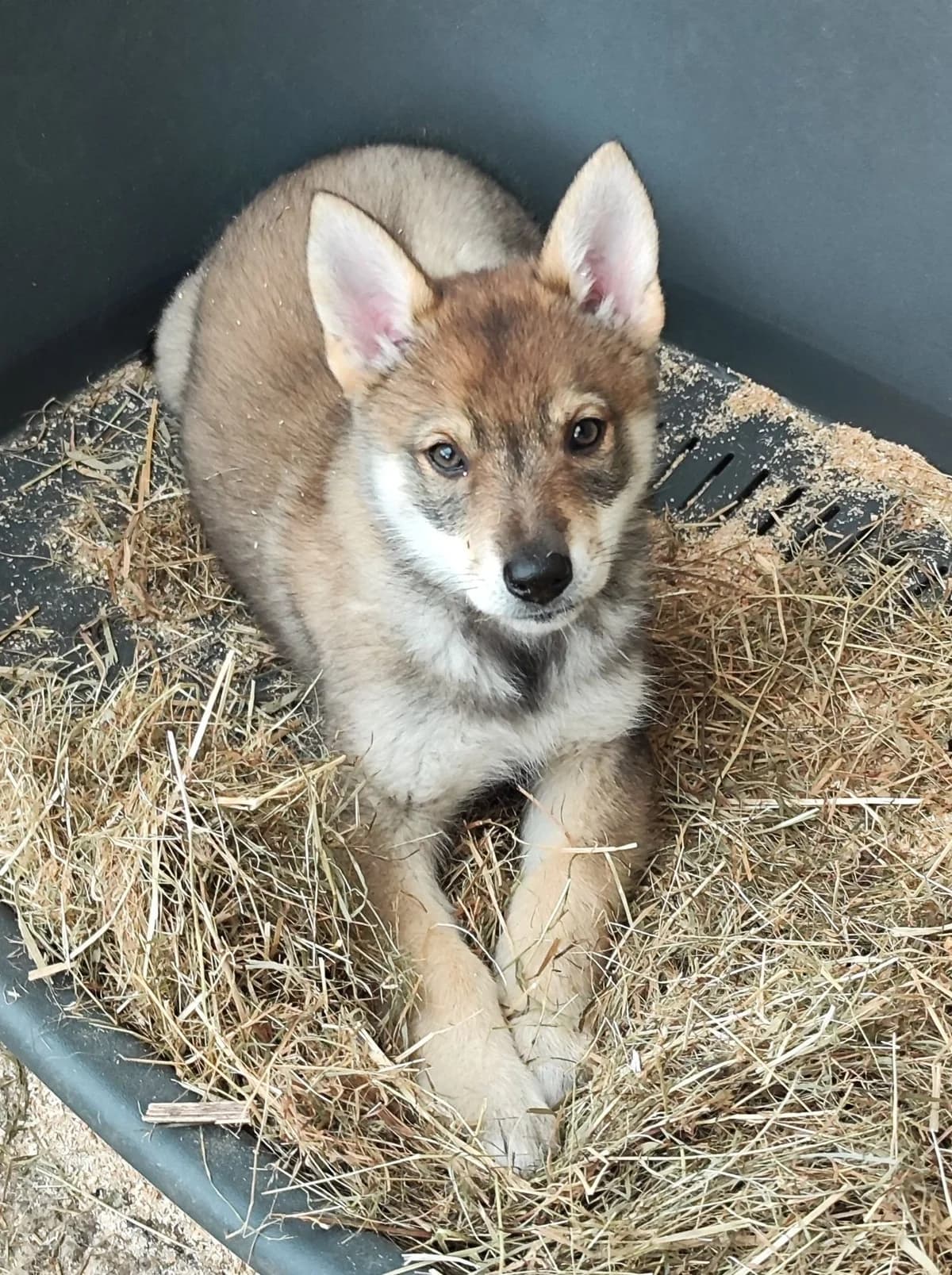 DAKOTA, female young Mixed Breed for adoption at Casa del Cane Vagabondo