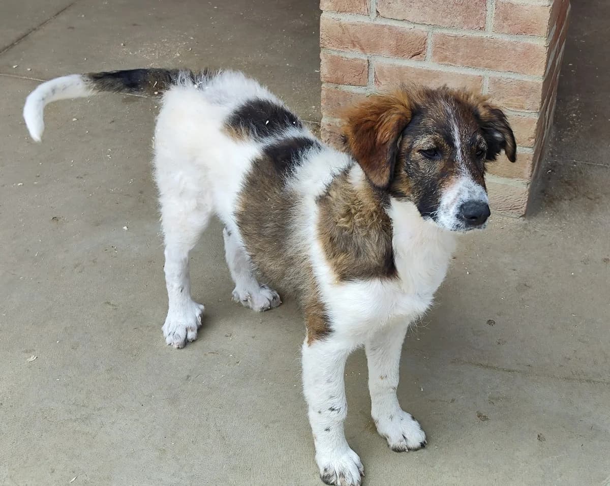 DALIA, female young Mixed Breed for adoption at Casa del Cane Vagabondo