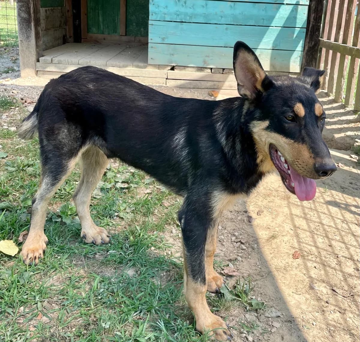 BATMAN, male young mixed breed for adoption at Casa del Cane Vagabondo