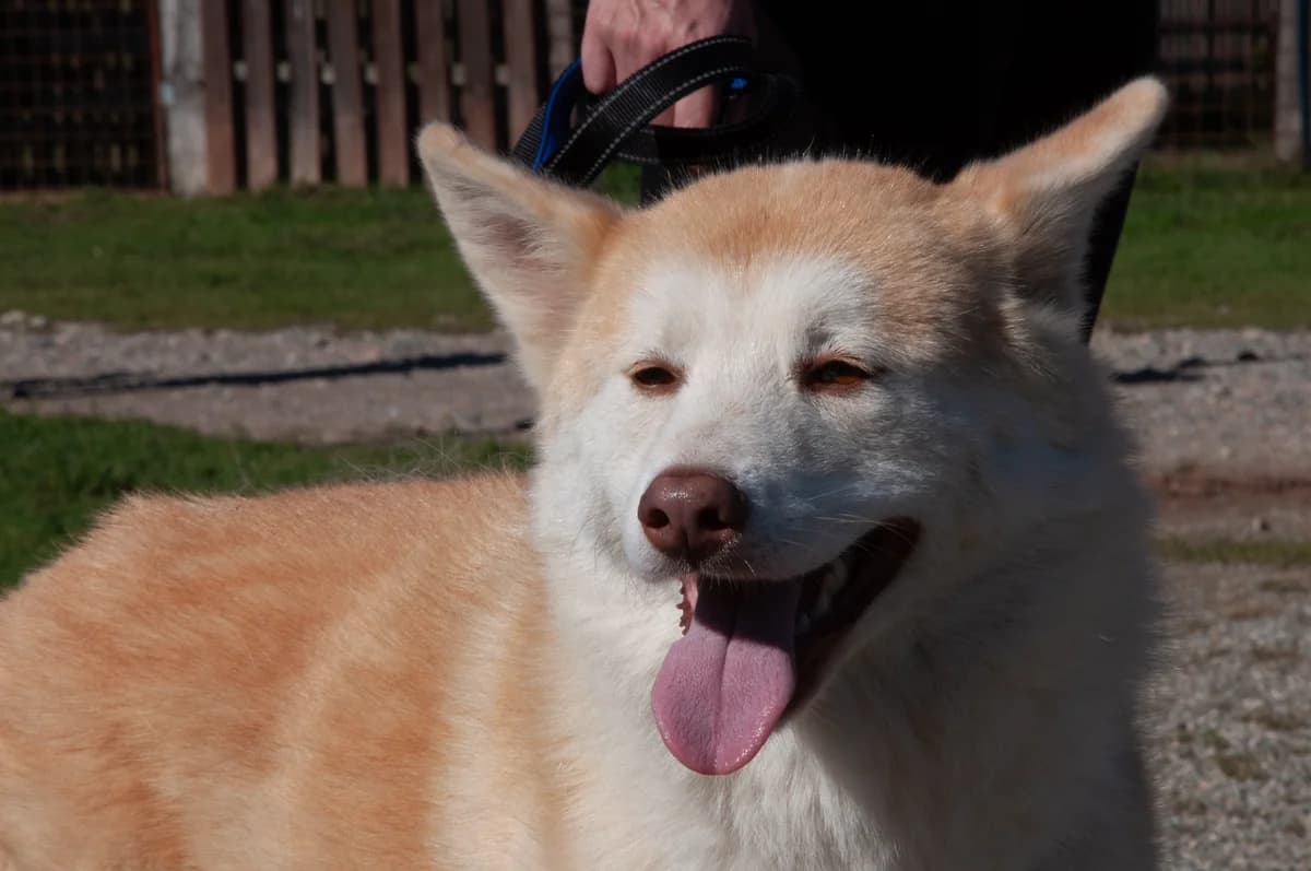 EVA, female 5yo Mixed Breed for adoption at Casa del Cane Vagabondo