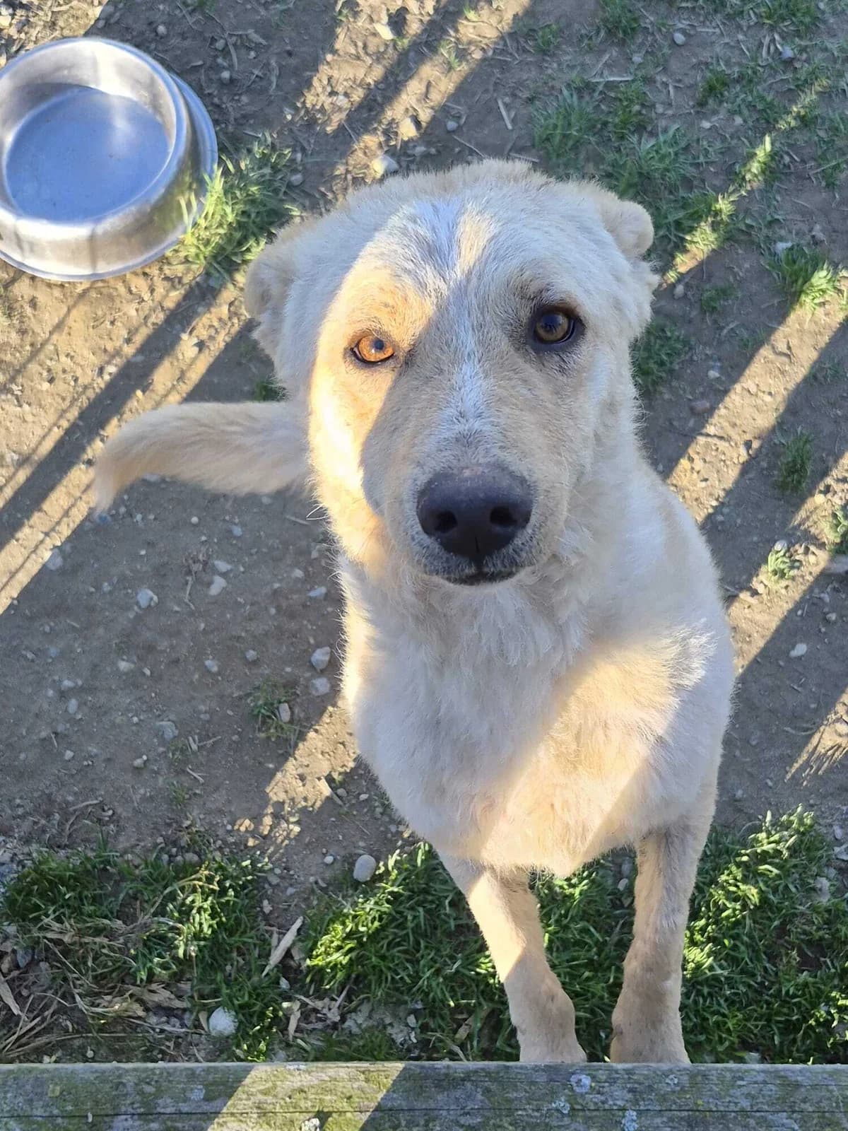 BISCOTTO, male young mixed breed for adoption at Casa del Cane Vagabondo