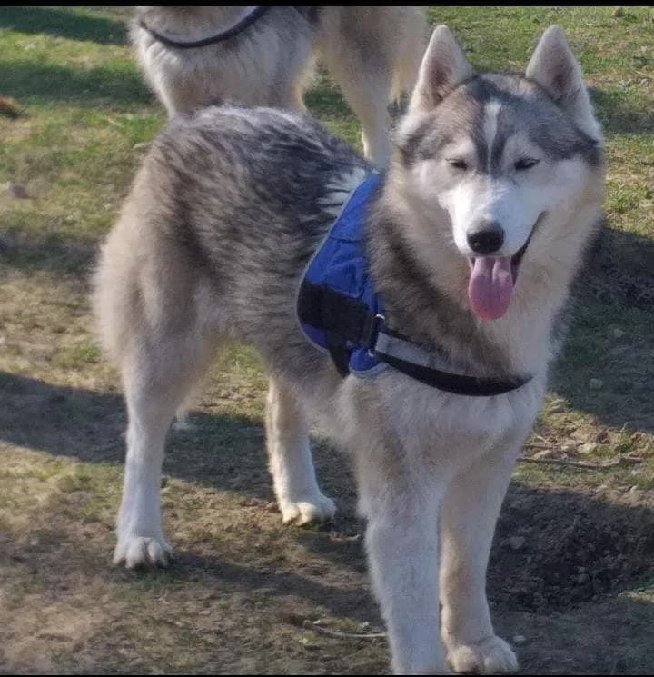 GRETA, female 4yo Husky for adoption at Casa del Cane Vagabondo