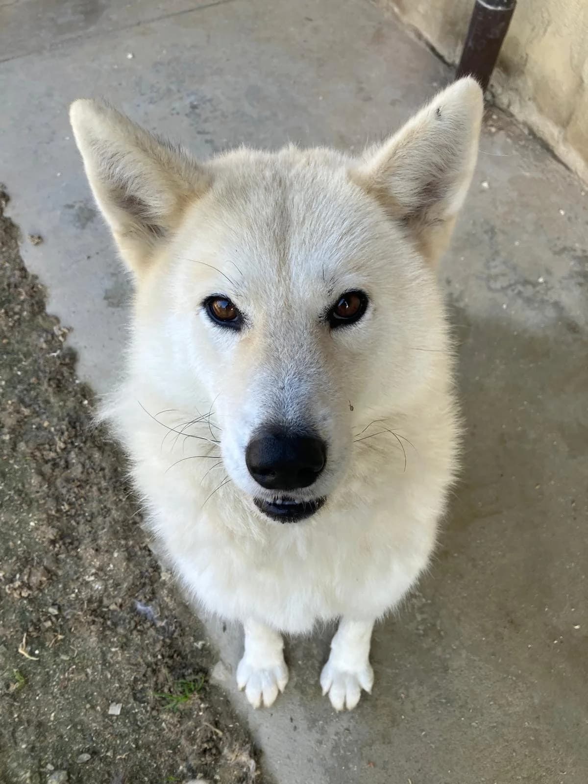 GRETEL, female 3yo Husky for adoption at Casa del Cane Vagabondo