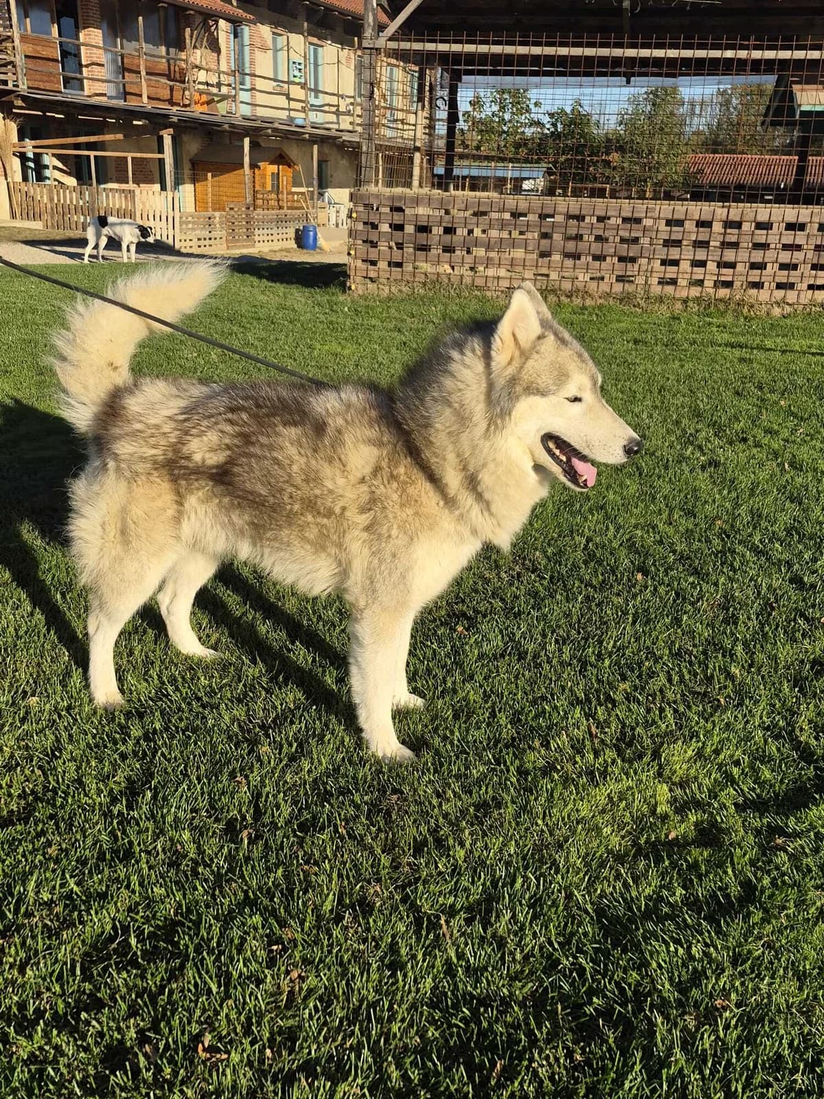 GURU, male 5yo mixed breed for adoption at Casa del Cane Vagabondo