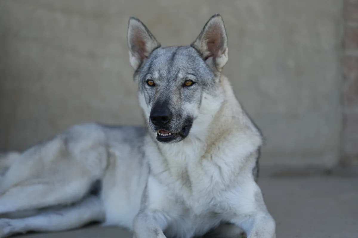 JANE, female 5yo Mixed Breed for adoption at Casa del Cane Vagabondo