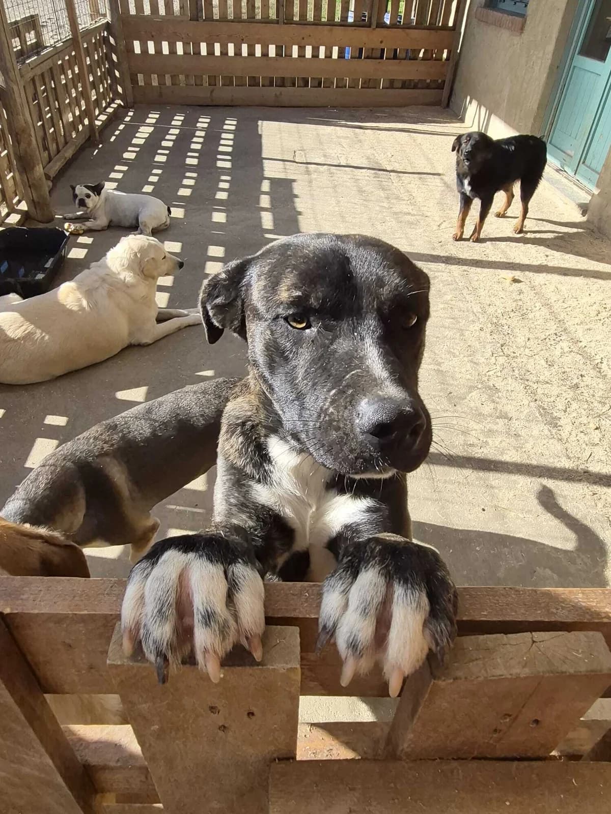 JUNIOR, male young Mixed Breed for adoption at Casa del Cane Vagabondo