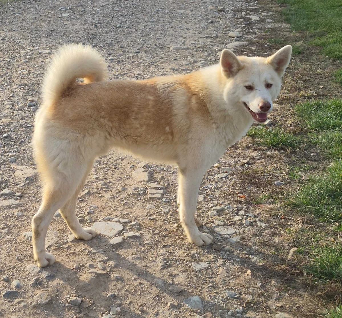 KIKO, male 4yo Mixed Breed for adoption at Casa del Cane Vagabondo