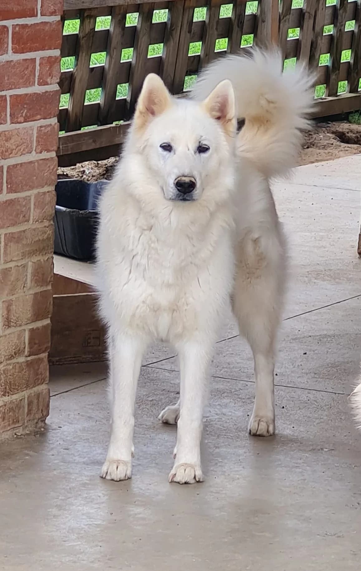 KYRA, female 7yo mixed breed for adoption at Casa del Cane Vagabondo