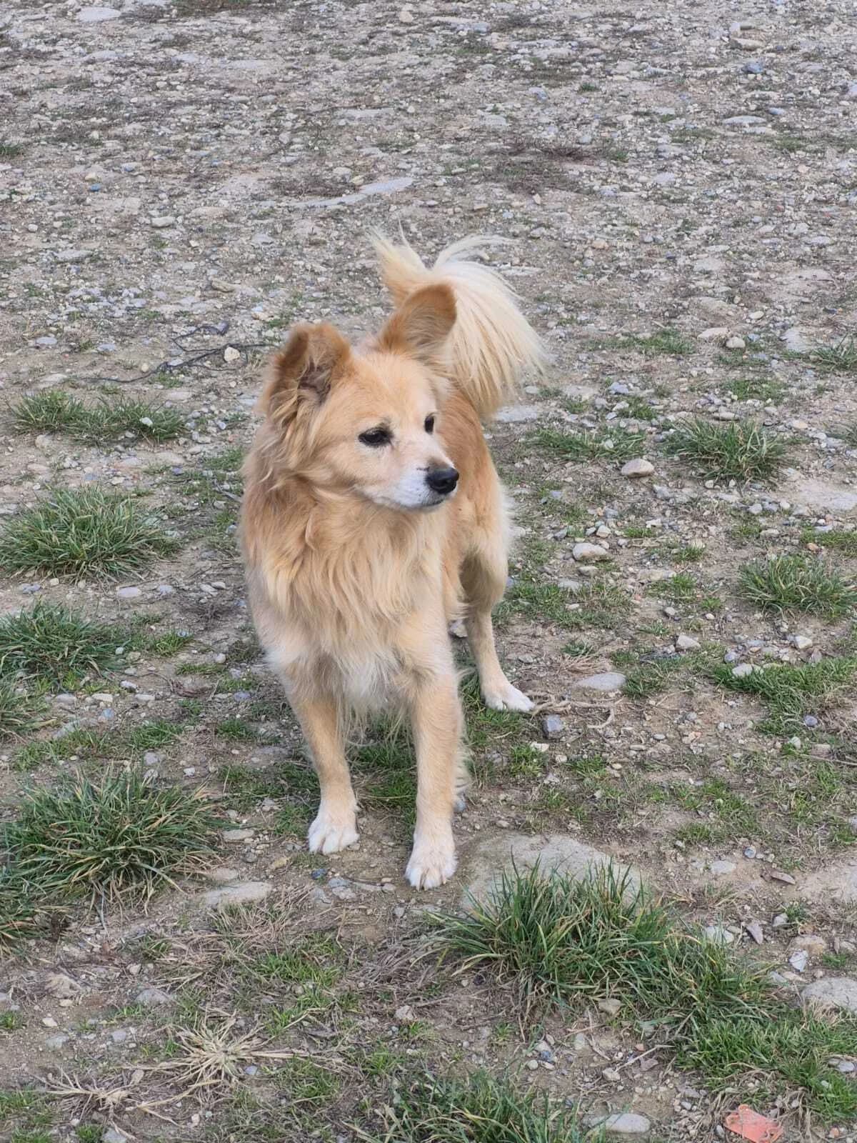 MIELE, male 5yo Mixed Breed for adoption at Casa del Cane Vagabondo
