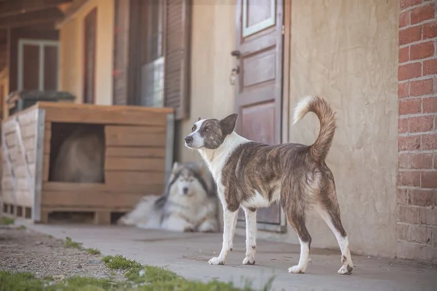 MOJITO, male 4yo Mixed Breed for adoption at Casa del Cane Vagabondo