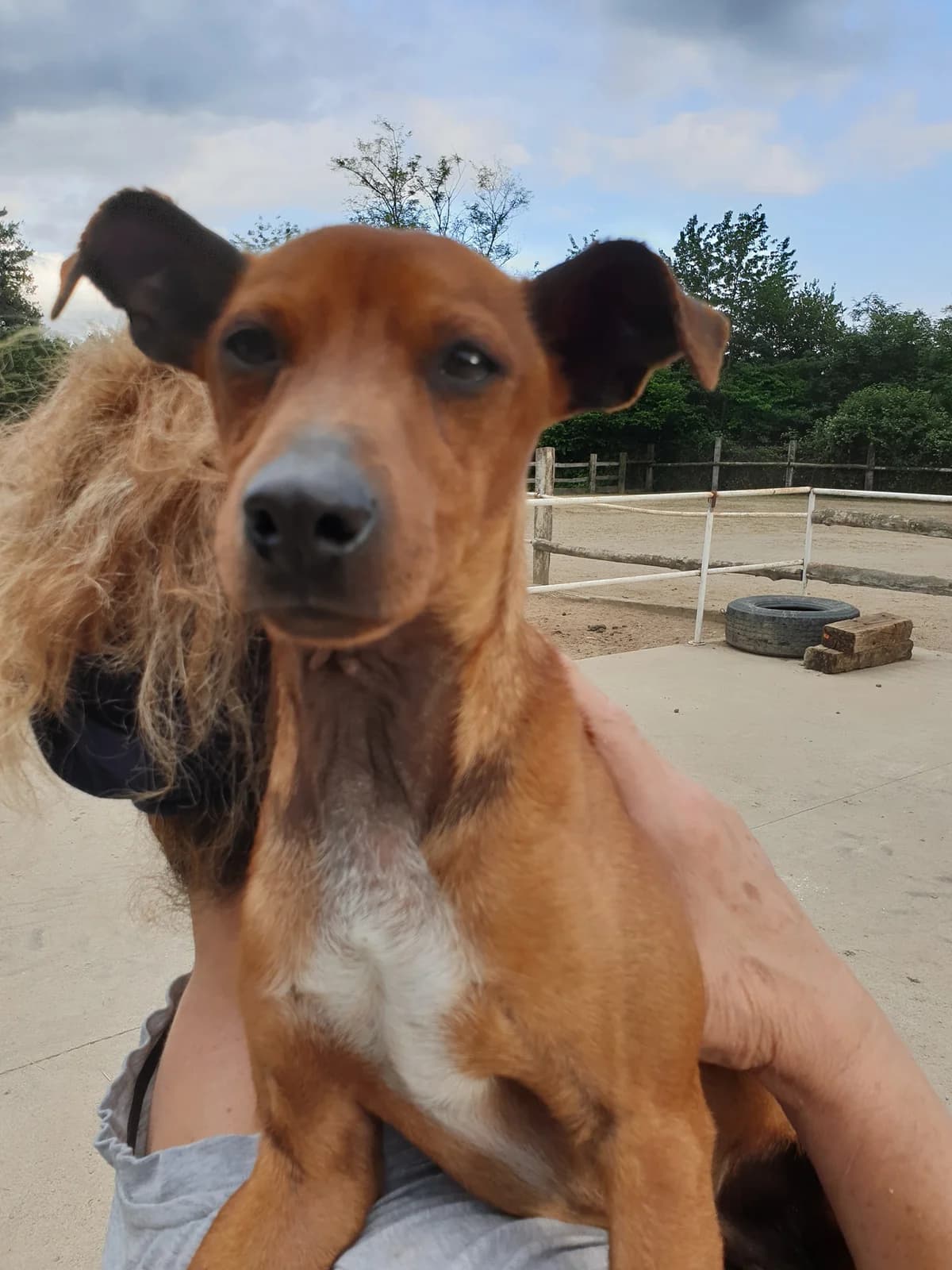 POLDO, male senior Mixed Breed for adoption at Casa del Cane Vagabondo