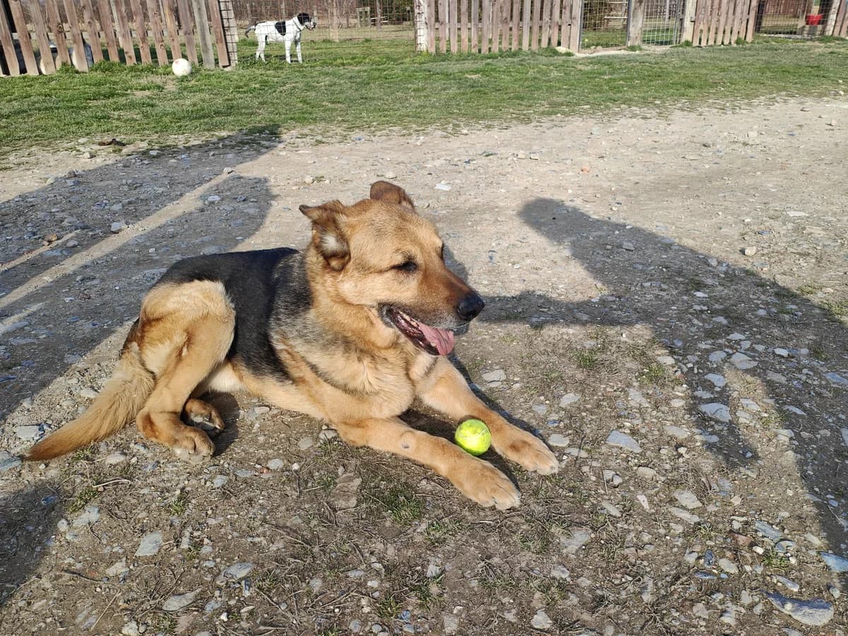 REX, male senior Mixed Breed for adoption at Casa del Cane Vagabondo