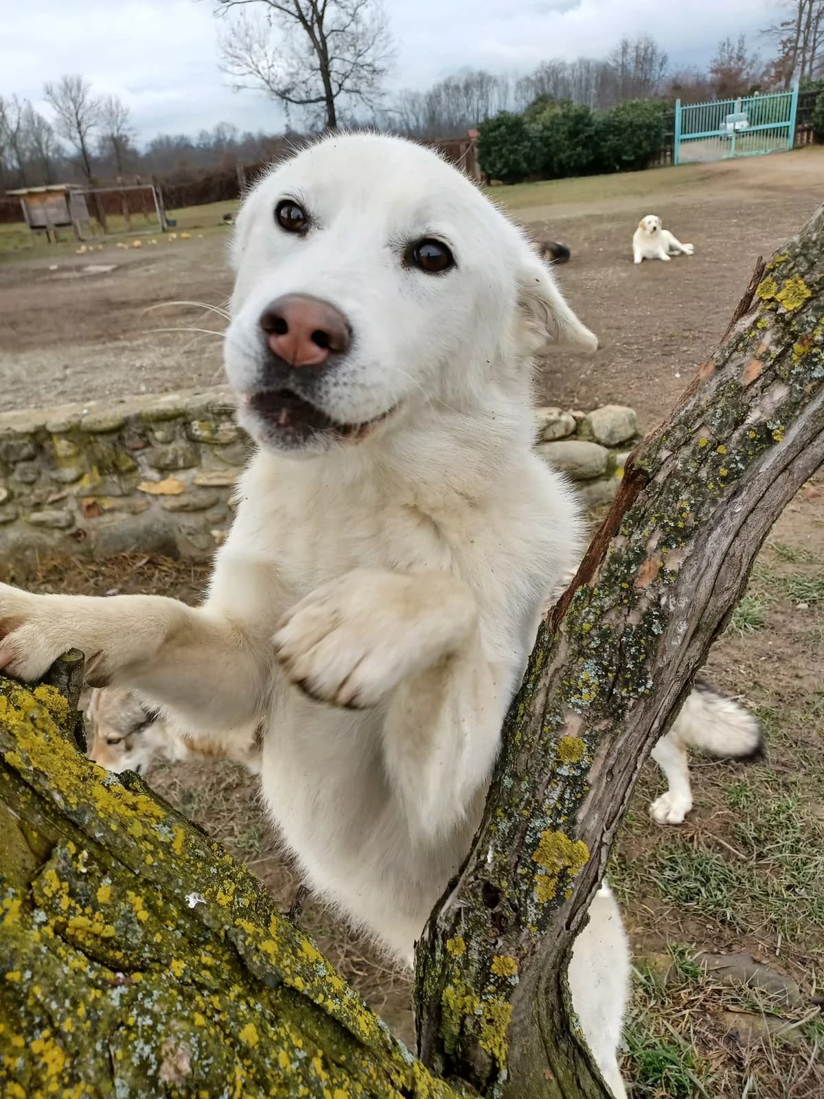 SHAKIRA, female 3yo Husky for adoption at Casa del Cane Vagabondo