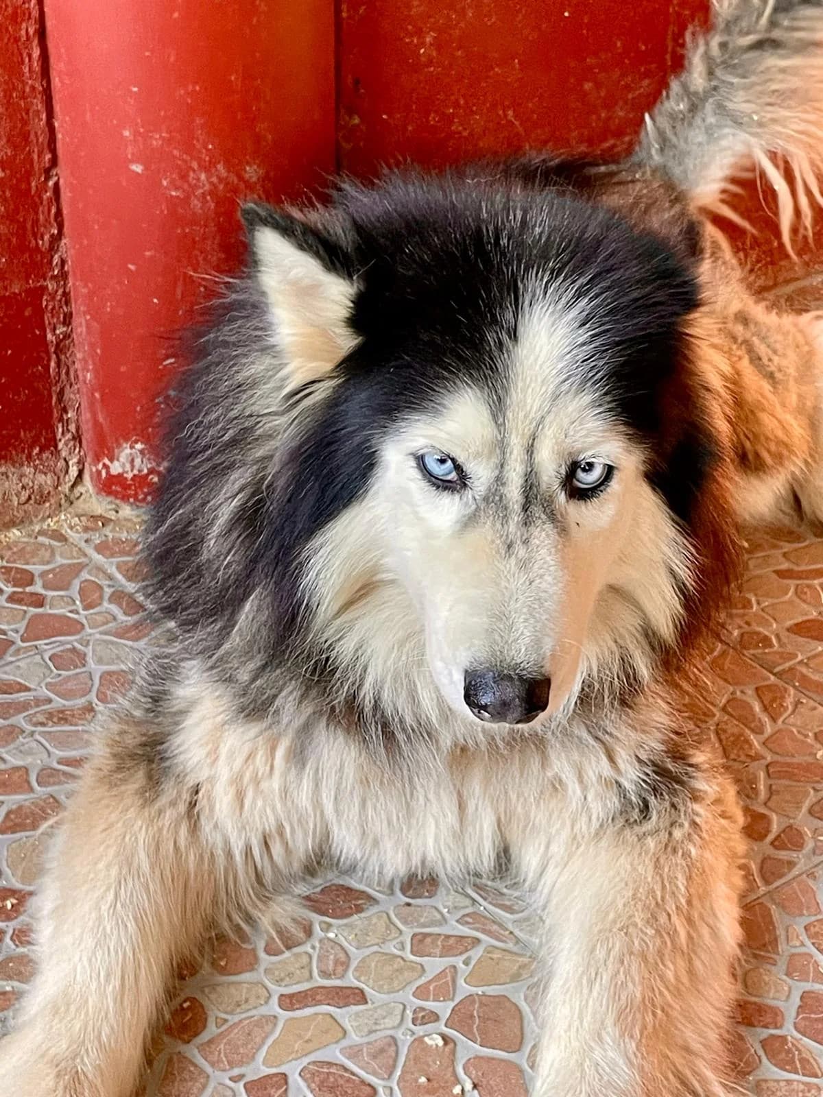 UVETTA, female 7yo Husky for adoption at Casa del Cane Vagabondo