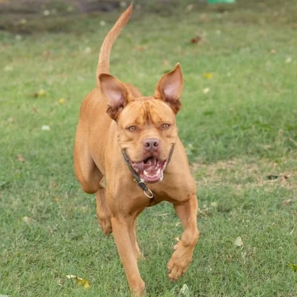 SEDE ASSOCIAZIONE Via Collettore 7, Mixed Breed for adoption at La Casa di Axel, Emilia-Romagna