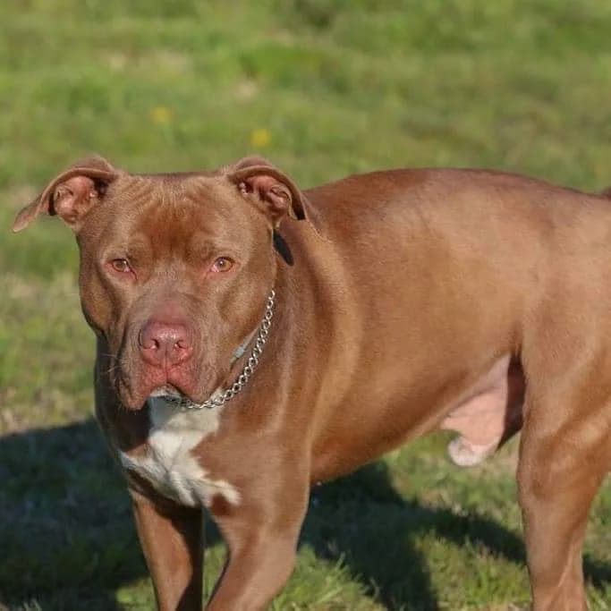 PAUL, young Mixed Breed for adoption at La Casa di Axel, Emilia-Romagna