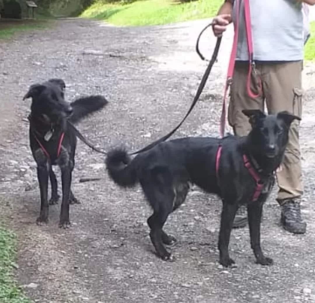 Dorian e Martino, male 7yo Mixed Breed for adoption at Compagni di Strada - Canile di Desenzano