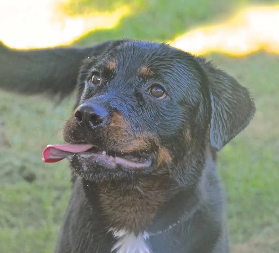 Milay, female senior Rottweiler for adoption at Compagni di Strada - Canile di Desenzano