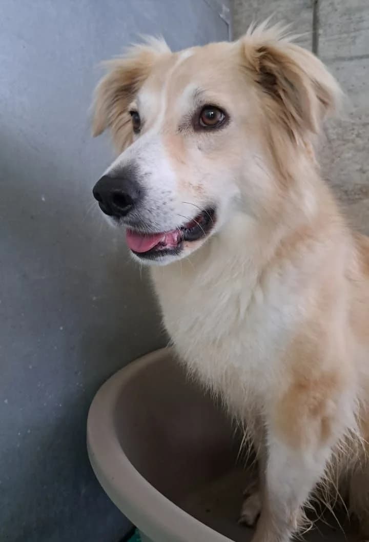 Nelly, female 6yo Mixed Breed for adoption at Compagni di Strada - Canile di Desenzano