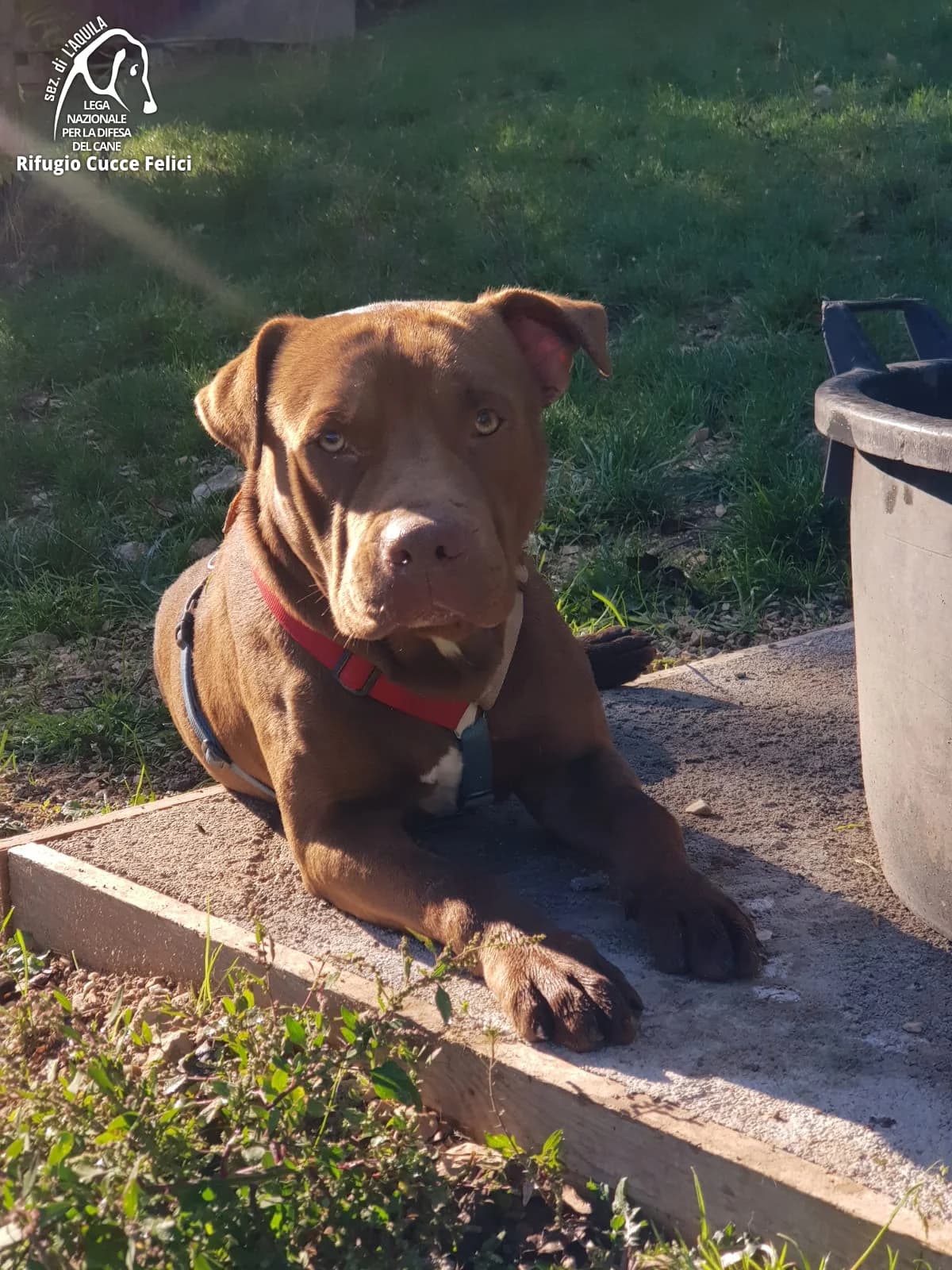 Beirut, 5yo Pit Bull Terrier for adoption at Lega Nazionale per la Difesa del Cane, Sezione di L