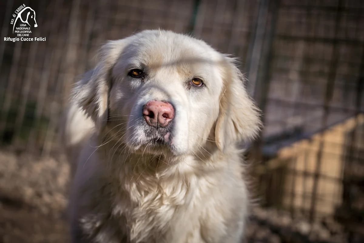 Benedetta, 6yo mixed breed for adoption at Lega Nazionale per la Difesa del Cane, Sezione di L