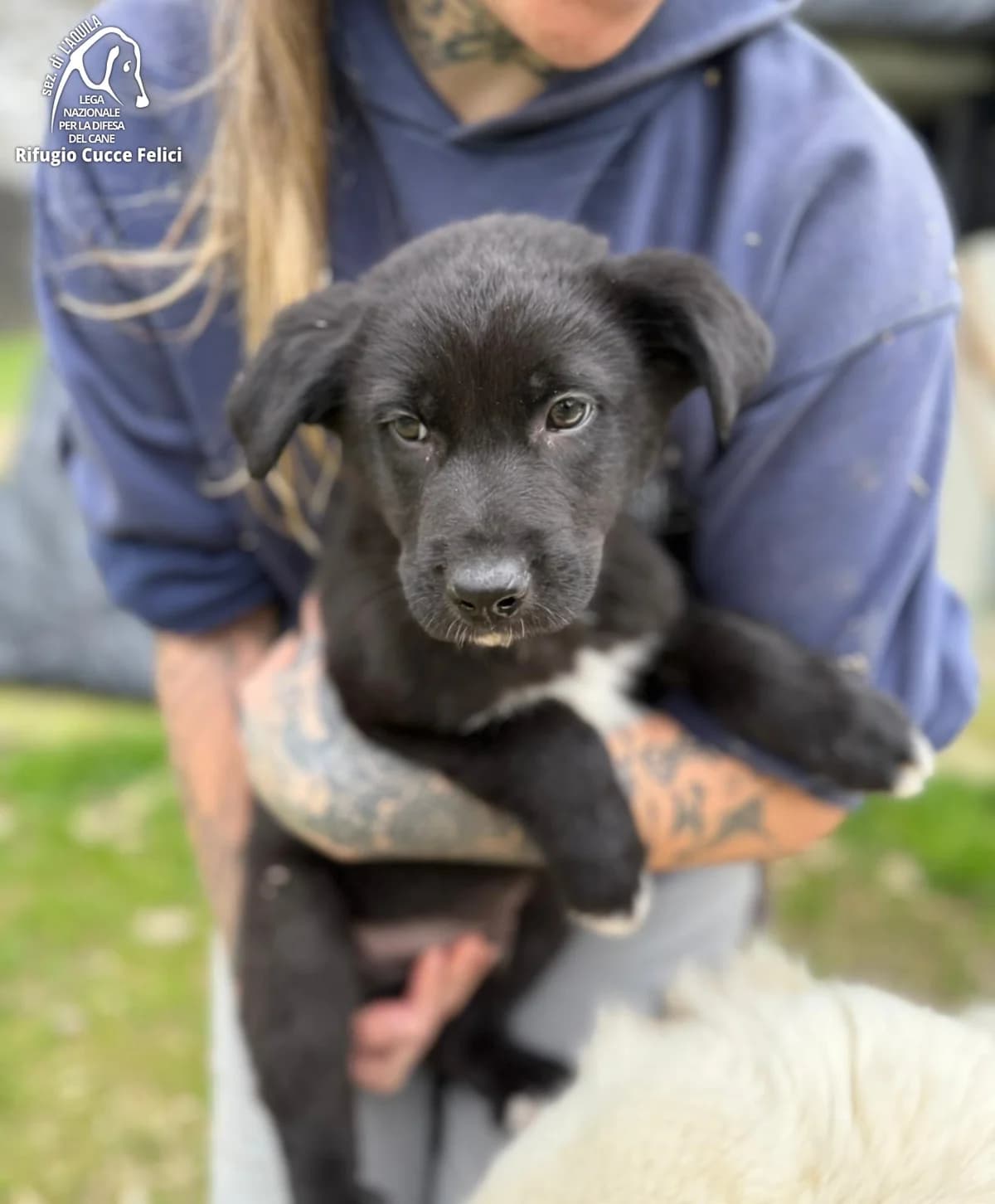 Camillo, Cara e Caspia, puppy Mixed Breed for adoption at Lega Nazionale per la Difesa del Cane, Sezione di L