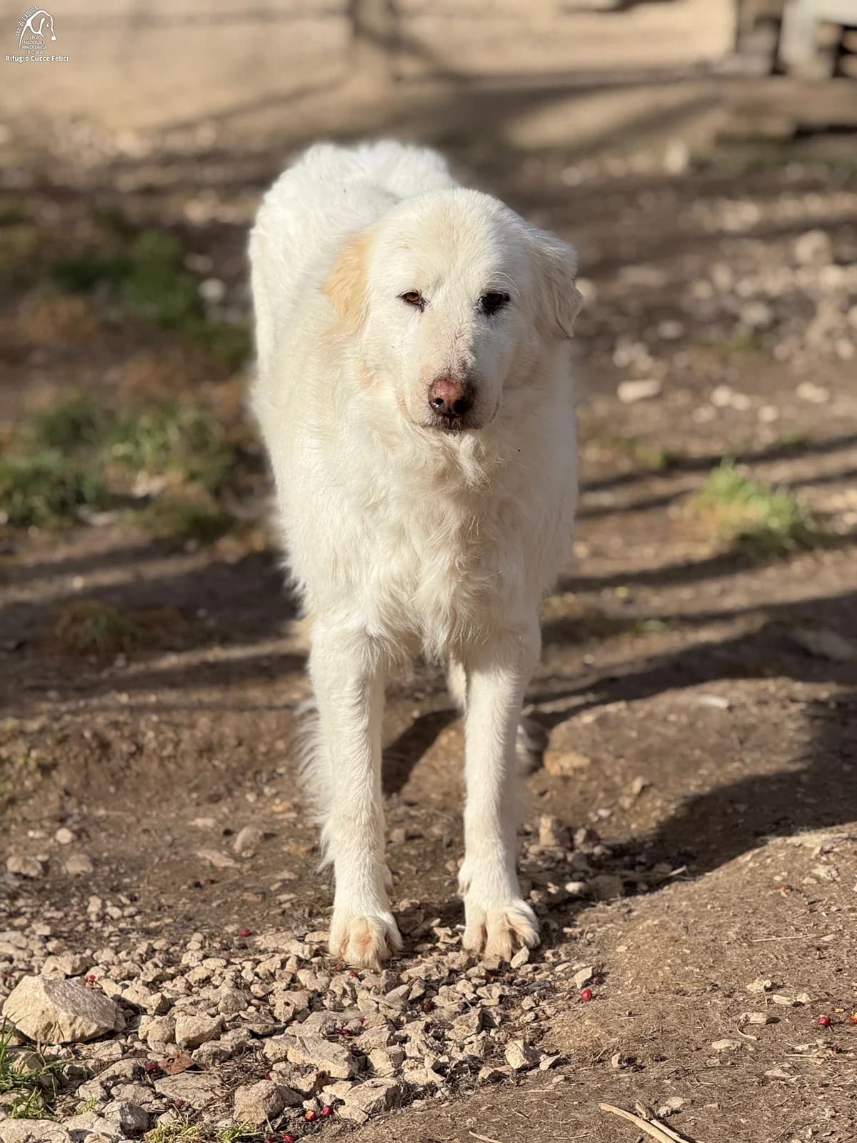 Cerra, female senior mixed breed for adoption at Lega Nazionale per la Difesa del Cane, Sezione di L
