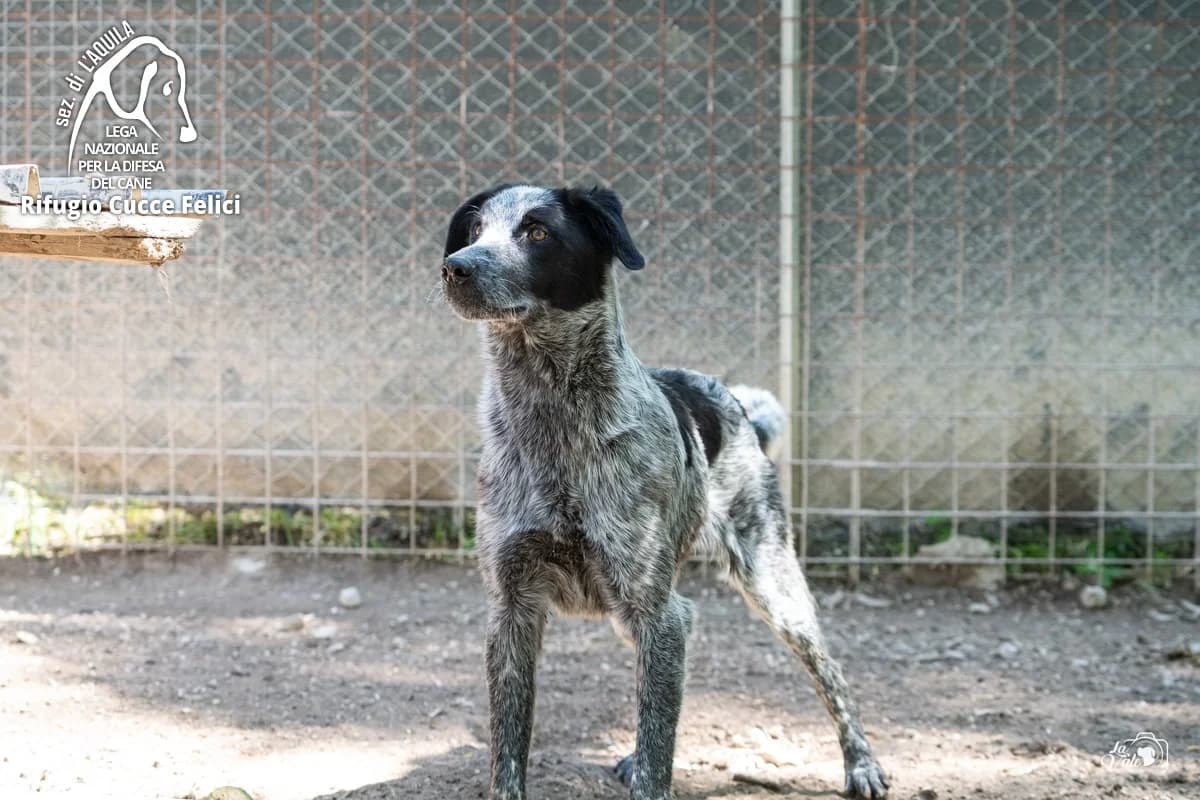 Denzel & Dimitri, 3yo Mixed Breed for adoption at Lega Nazionale per la Difesa del Cane, Sezione di L