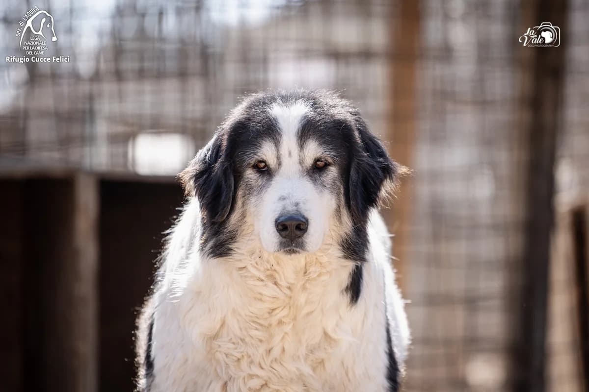 Dristal, senior mixed breed for adoption at Lega Nazionale per la Difesa del Cane, Sezione di L