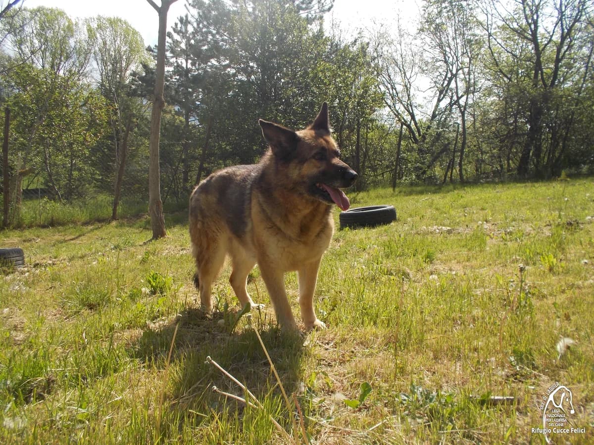 Elaide, senior German Shepherd for adoption at Lega Nazionale per la Difesa del Cane, Sezione di L