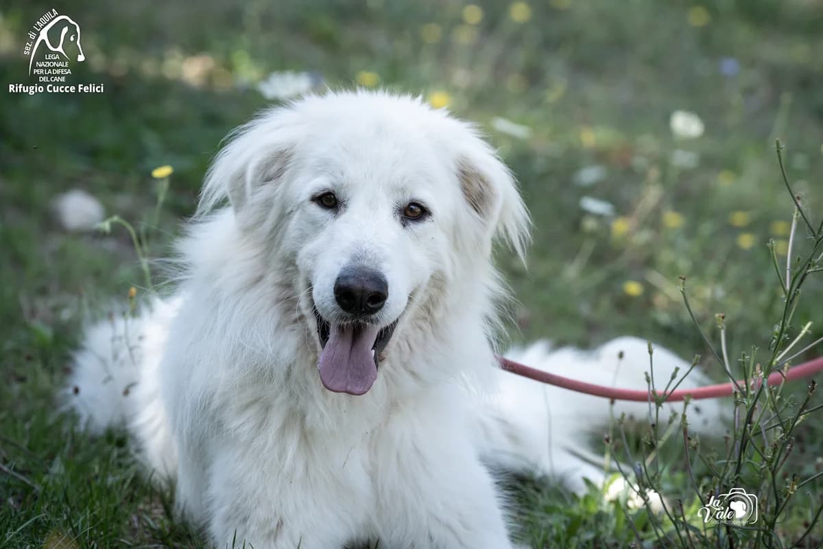Gordon, 6yo mixed breed for adoption at Lega Nazionale per la Difesa del Cane, Sezione di L