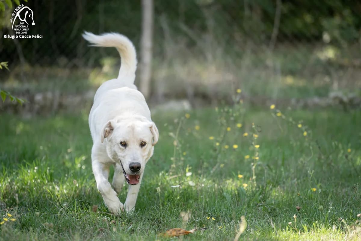 Hiron, senior Labrador Retriever for adoption at Lega Nazionale per la Difesa del Cane, Sezione di L