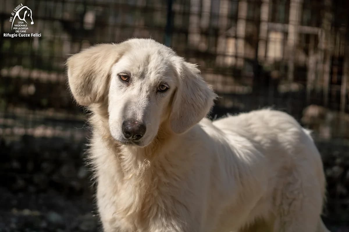 Medea, 5yo mixed breed for adoption at Lega Nazionale per la Difesa del Cane, Sezione di L