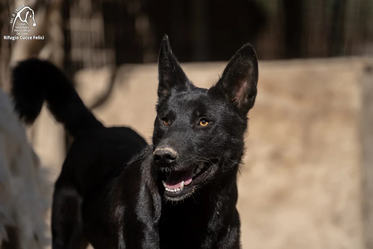 Mercurio, senior mixed breed for adoption at Lega Nazionale per la Difesa del Cane, Sezione di L