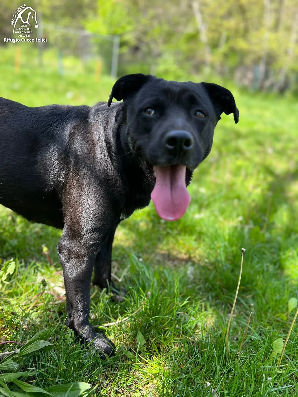Mia, senior Labrador Retriever for adoption at Lega Nazionale per la Difesa del Cane, Sezione di L