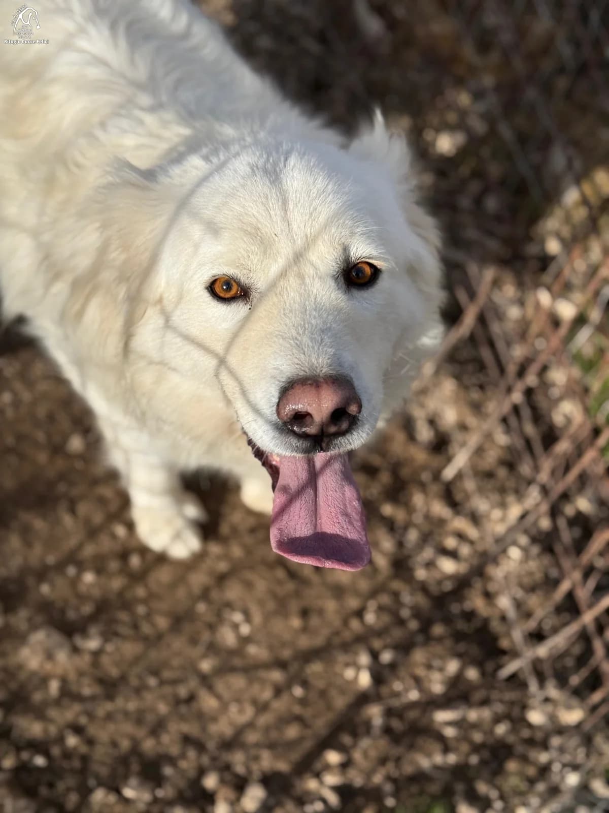 Puma, female 5yo mixed breed for adoption at Lega Nazionale per la Difesa del Cane, Sezione di L