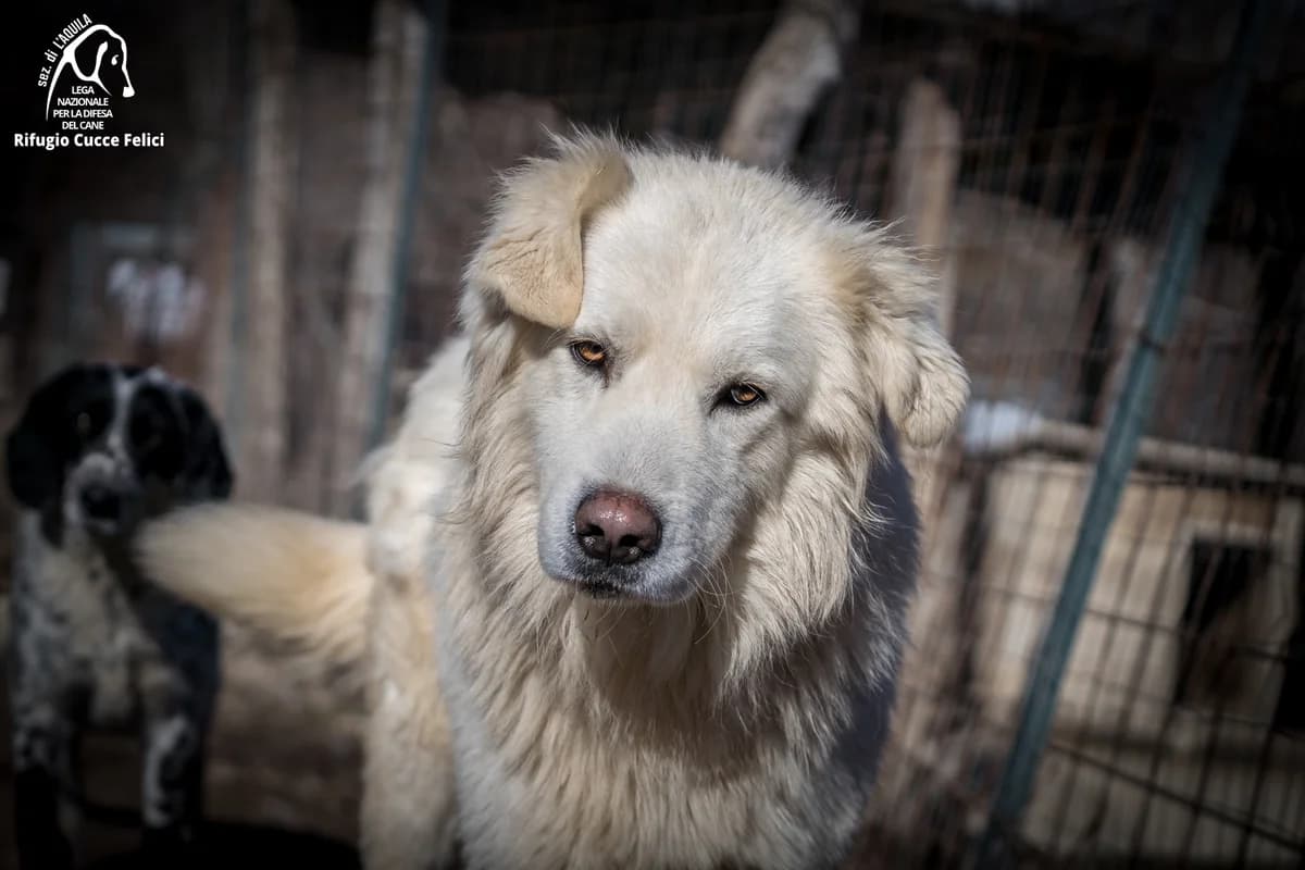 Quarto, 6yo mixed breed for adoption at Lega Nazionale per la Difesa del Cane, Sezione di L