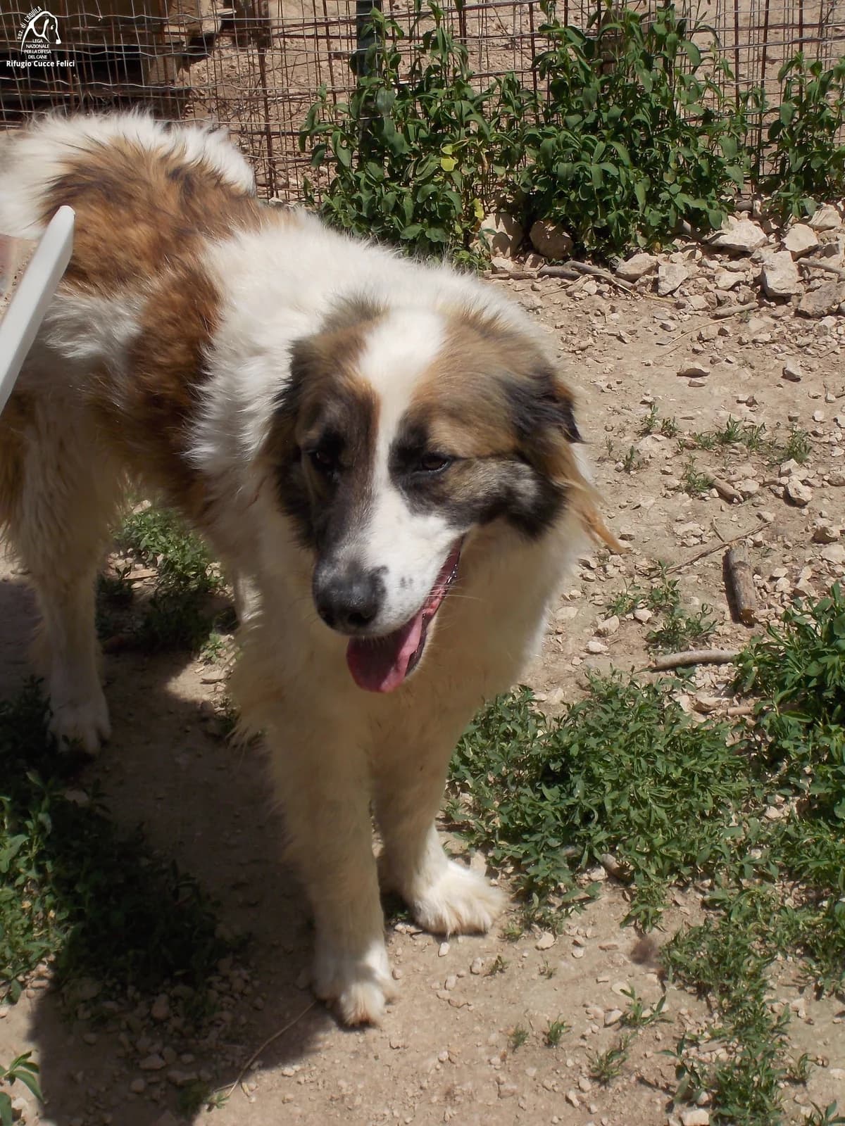 Rocky Bocky, senior mixed breed for adoption at Lega Nazionale per la Difesa del Cane, Sezione di L