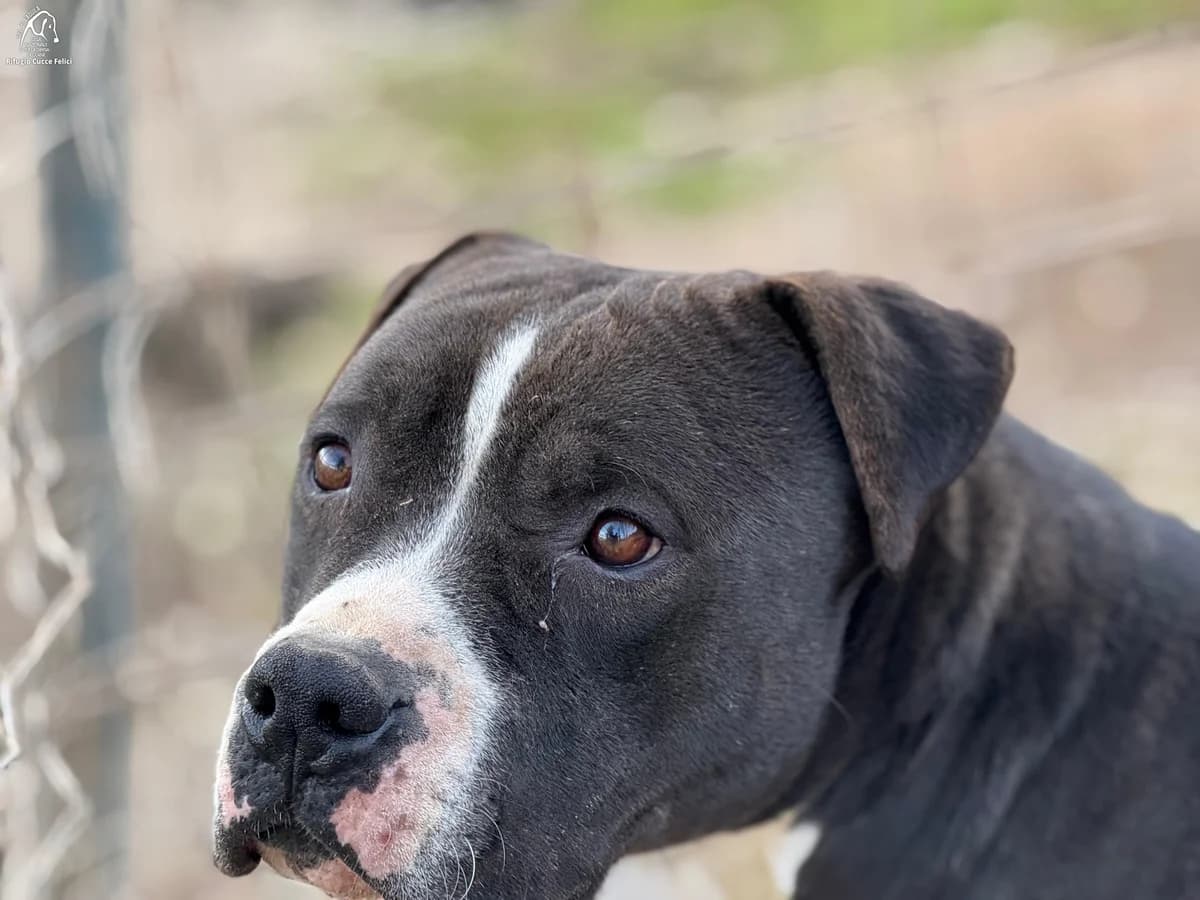 Spencer, male 5yo Pit Bull Terrier for adoption at Lega Nazionale per la Difesa del Cane, Sezione di L