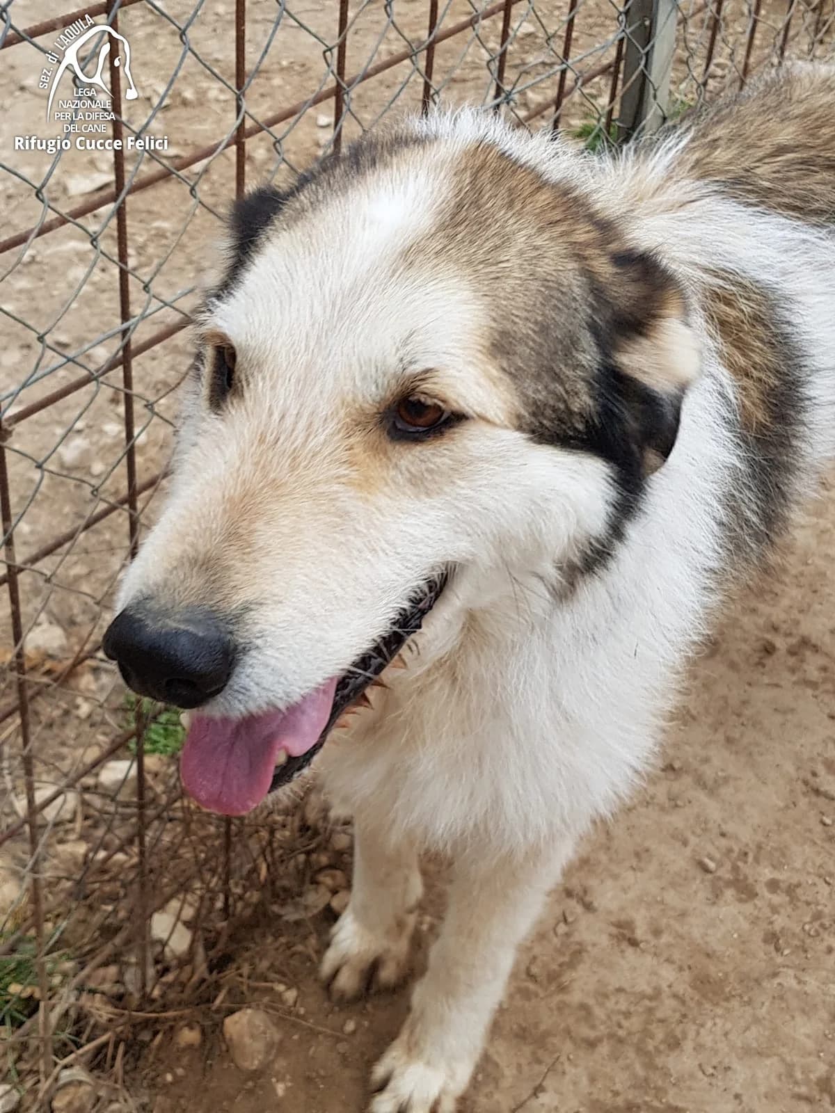 Whisky-Zisky, senior mixed breed for adoption at Lega Nazionale per la Difesa del Cane, Sezione di L