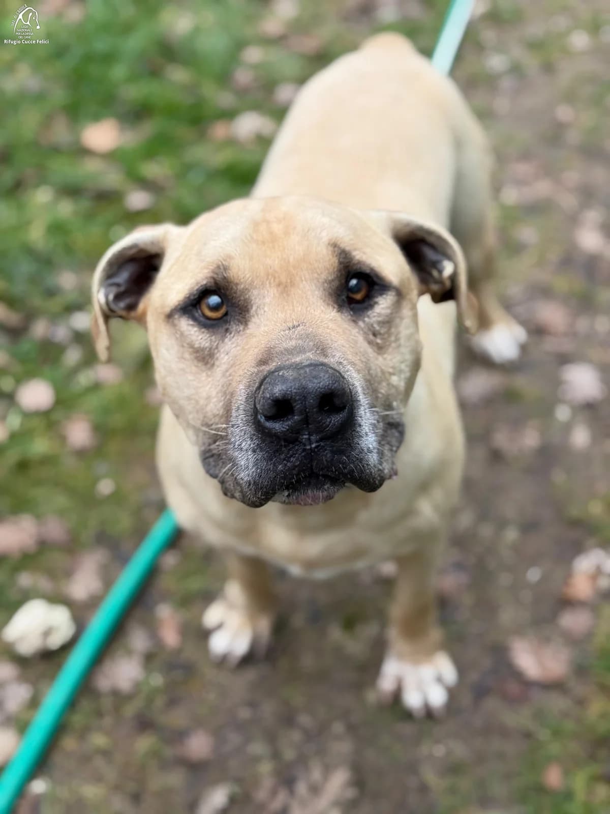 Yago, senior Pit Bull Terrier for adoption at Lega Nazionale per la Difesa del Cane, Sezione di L