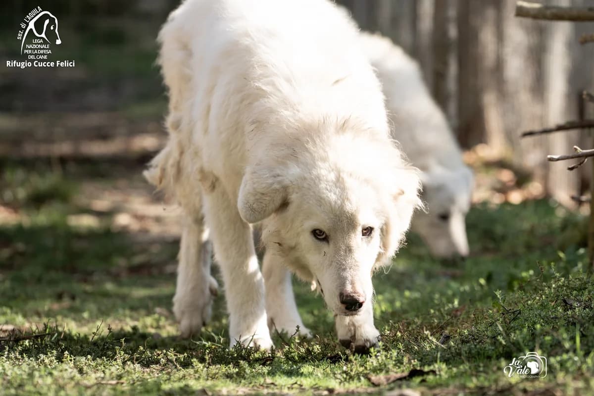 Yellow & Yumi, 3yo Mixed Breed for adoption at Lega Nazionale per la Difesa del Cane, Sezione di L