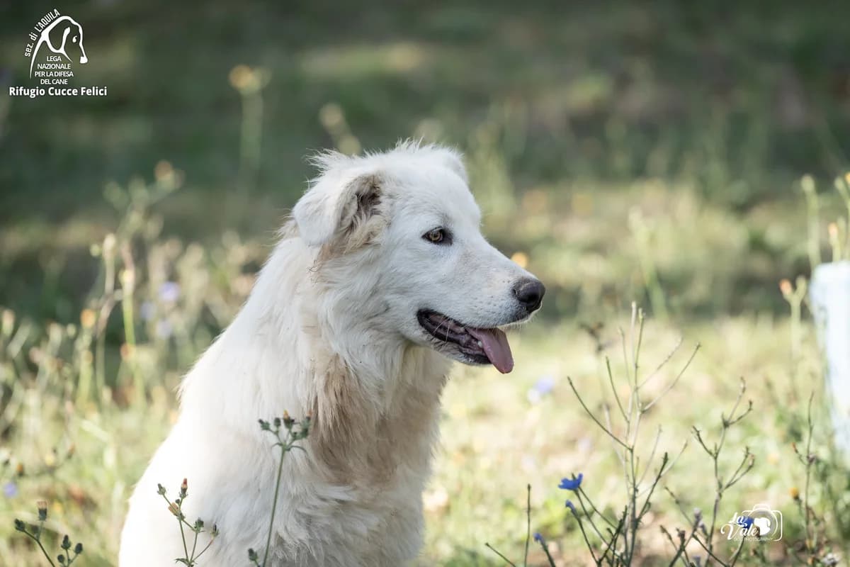 Zeina, 4yo mixed breed for adoption at Lega Nazionale per la Difesa del Cane, Sezione di L