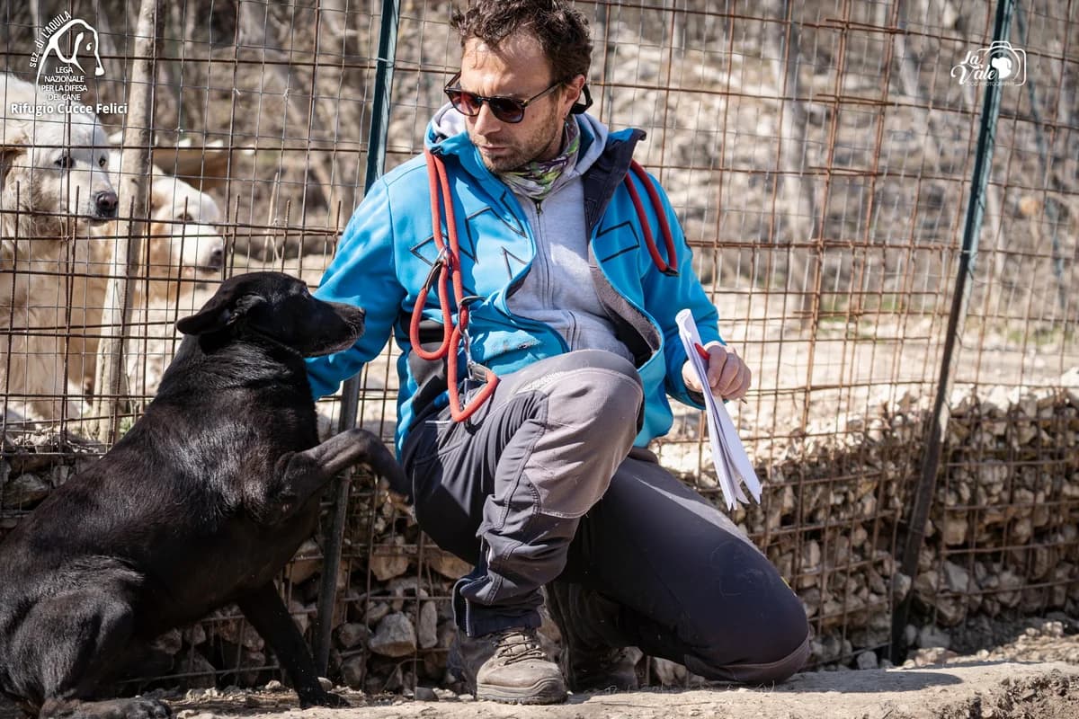 Zoidberg, senior mixed breed for adoption at Lega Nazionale per la Difesa del Cane, Sezione di L