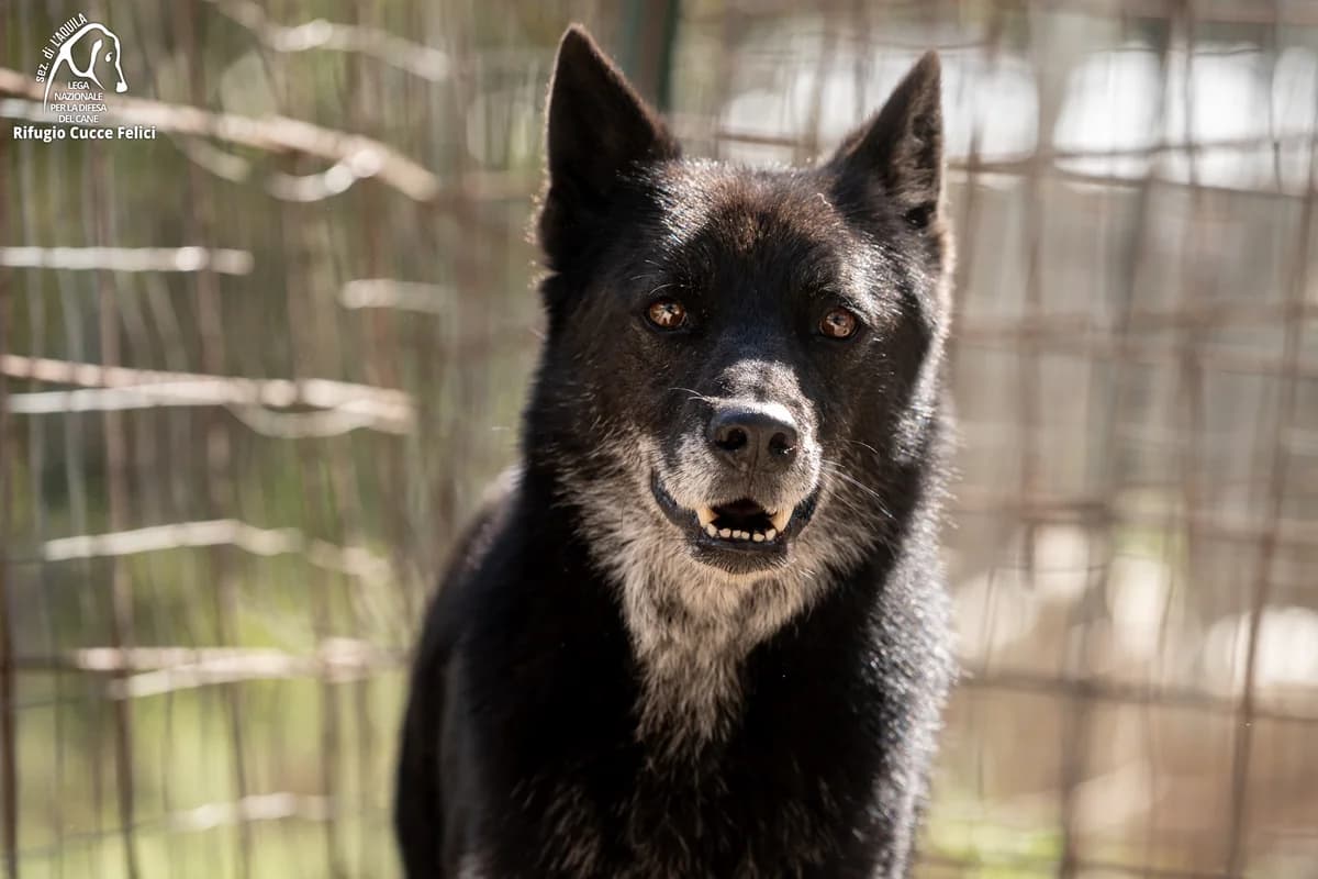 Zuma, senior mixed breed for adoption at Lega Nazionale per la Difesa del Cane, Sezione di L